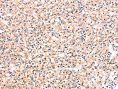 SNAP23 Antibody