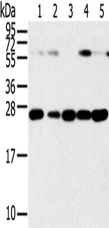 SNAP23 antibody