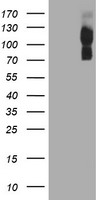 SNAP25 Antibody