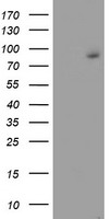 SNAP25 Antibody