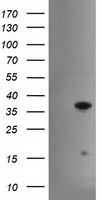 SNAP25 Antibody