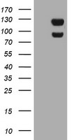 SNAP25 Antibody