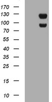 SNAP25 Antibody