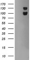 SNAP25 Antibody