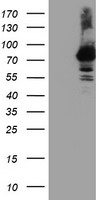 SNAP25 Antibody