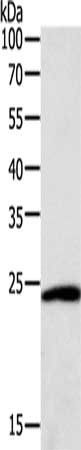 SNAP25 Antibody