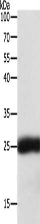 SNAP25 antibody