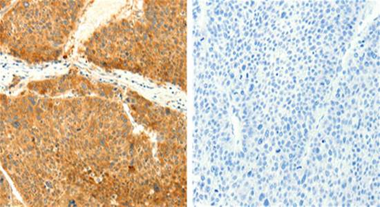 SNAP25 Antibody