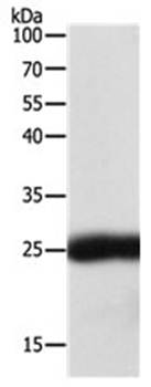 SNAP25 Antibody