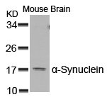 SNCA Antibody