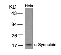 SNCA (Ab-133) antibody