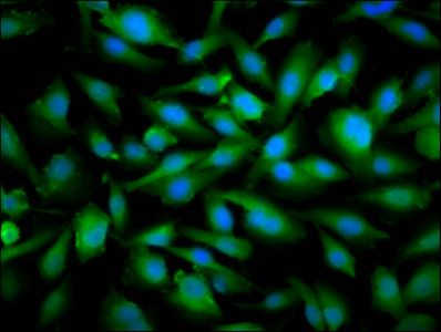 SNRPE Antibody