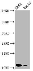SNRPE Antibody