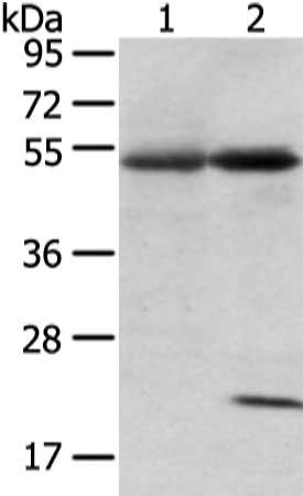 SNTA1 antibody
