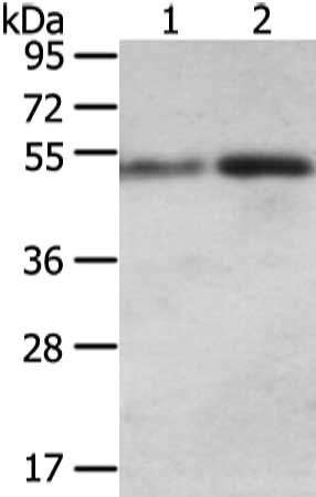 SNTA1 antibody