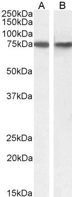 Goat anti-SNX1 Antibody