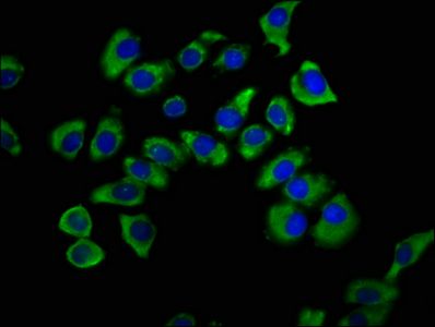 SNX12 Antibody