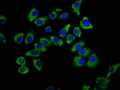 SNX12 antibody