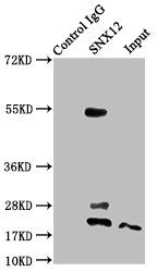 SNX12 antibody