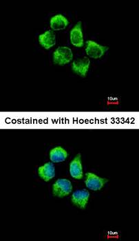 SNX12 antibody