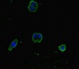 SNX14 Antibody