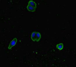 SNX14 antibody