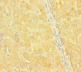SNX14 Antibody