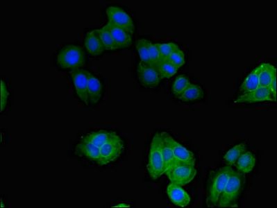 SNX17 Antibody