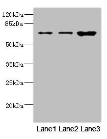 SNX18 antibody