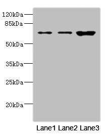 SNX18 Antibody