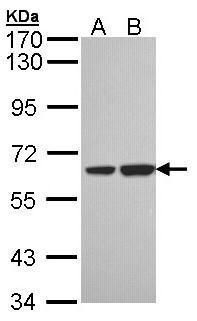 SNX18 antibody [C3], C-term