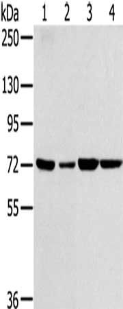 SNX2 antibody