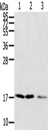 SNX3 Antibody