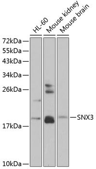 SNX3 antibody