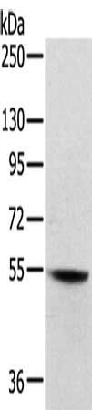 SNX30 antibody