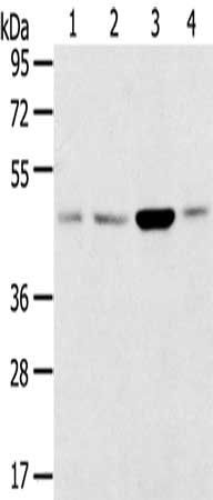 SNX5 Antibody