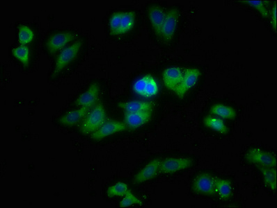 SNX5 Antibody