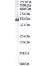 Goat anti-SNX5 Antibody