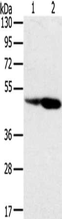 SNX8 antibody