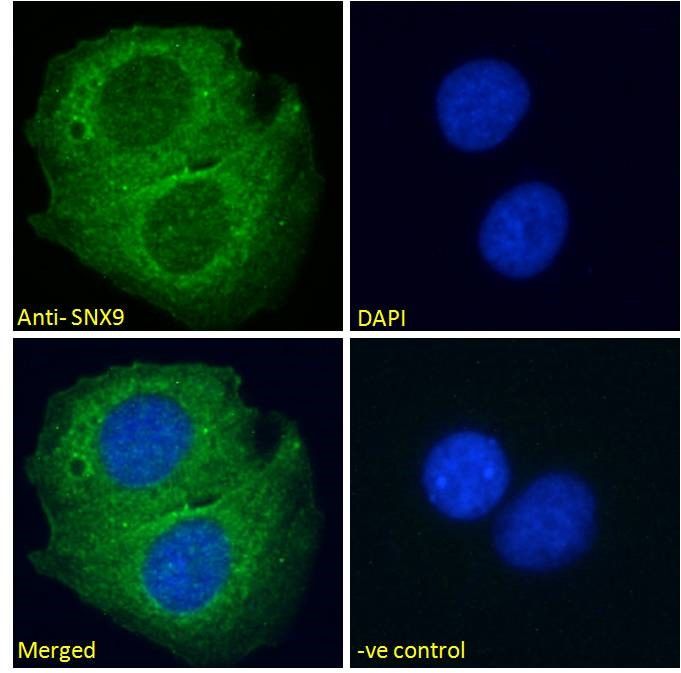 Goat anti-SNX9 Antibody