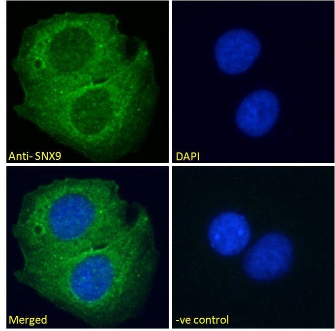 SNX9 antibody