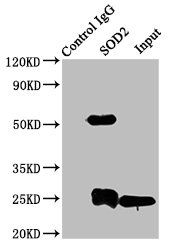 SOD2 Antibody