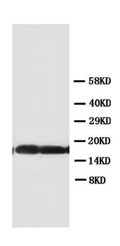 Anti-Superoxide Dismutase 1/SOD1 Antibody