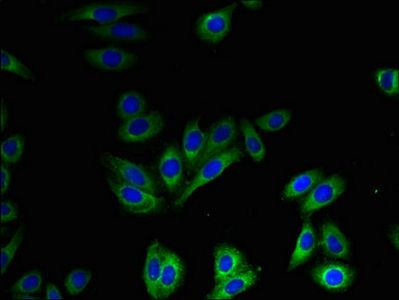 SLC41A2 Antibody