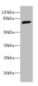 SORBS3 Antibody