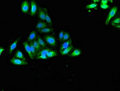SORCS2 Antibody