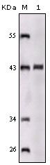 SORL1 Antibody