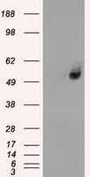SORT1 Antibody
