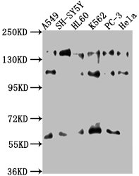 SOS2 antibody