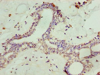 SOST Antibody
